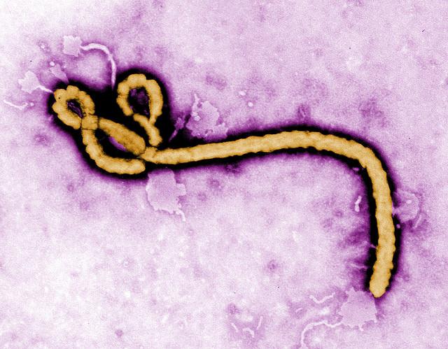 Ebola vaccine effective in primates