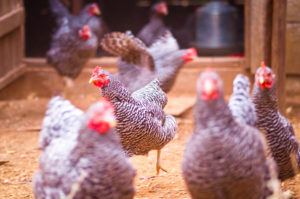The Humane League fights factory farming