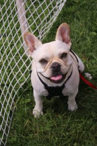 Gallery: Somerville Dog Festival