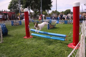 Somerville festival sees tricks, tails and treats