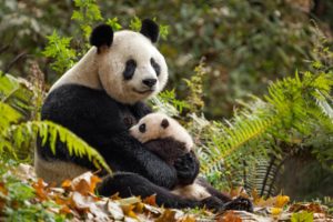 Review: ‘Born in China’ is aggressively average