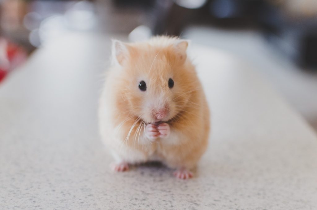 Hamster aggression study no longer funded by the NIH