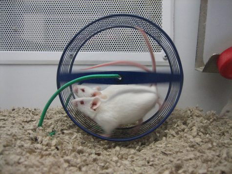Students use MRI technology to study animals’ brain activity