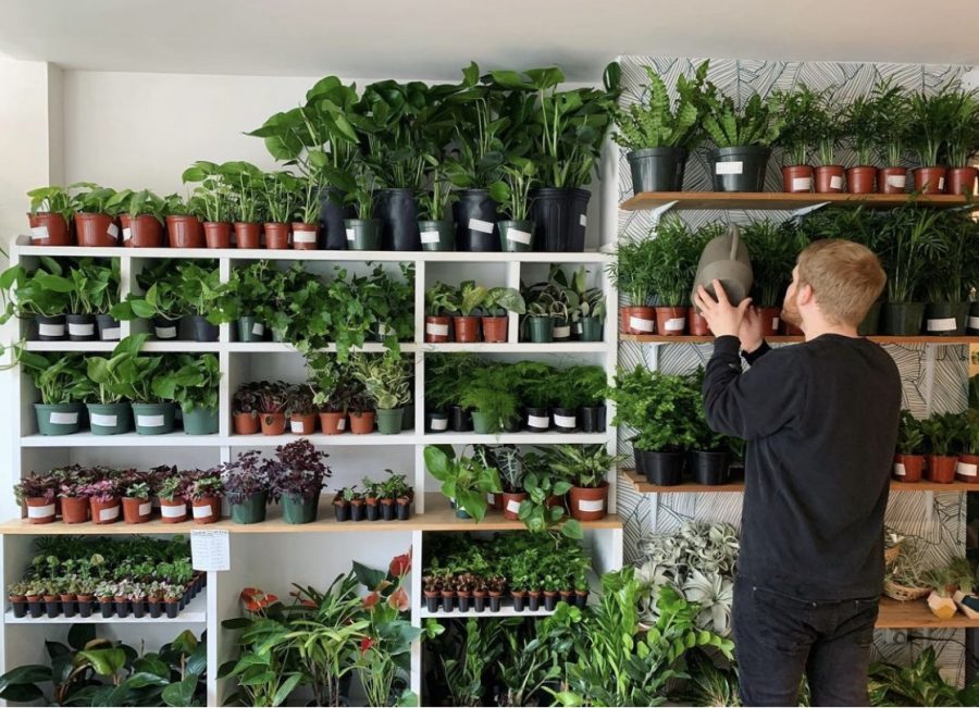 Niche is a plant store with locations in South End and Davis Square. 