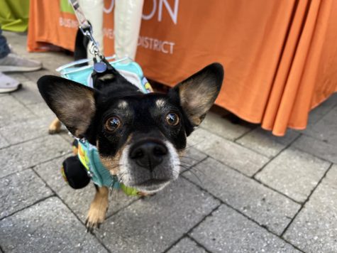 One dog at the Doggone Halloween Parade was dressed as the Mystery Machine from “Scooby Doo.” Hundreds of dogs and their owners gathered in costume at Downtown Crossing Oct. 29.