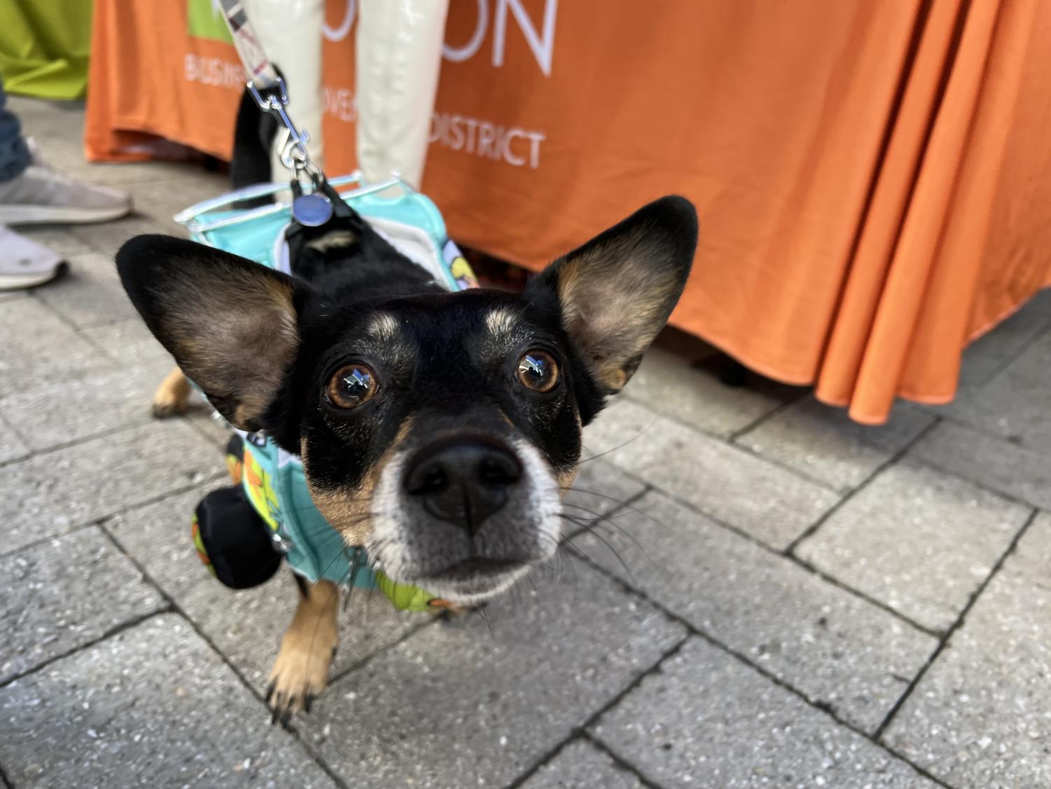 Halloween Costume Contest at Wag 'N' Tails