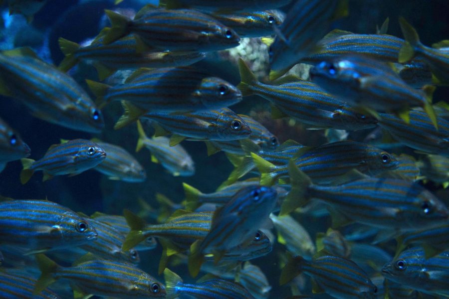 A school of fish swims together inside one of the aquarium’s tanks. The aquarium works with other New England organizations to protect and rehabilitate sealife. 