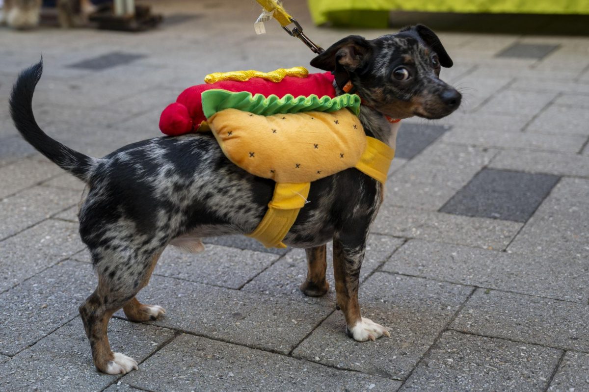 A dog dressed as a hot dog. The dog’s adopted sibling was dressed as a hamburger while their owners wore fast food costumes.