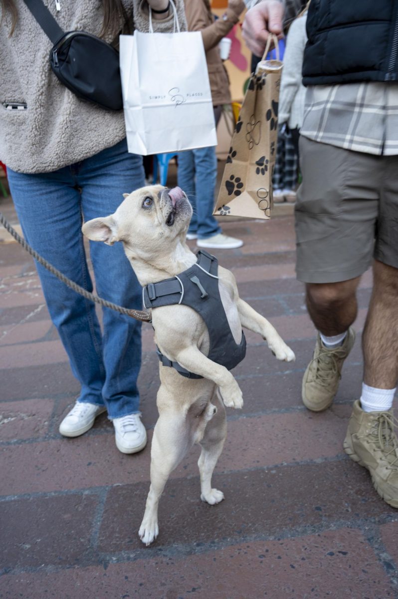 A dog jumps up for a bag of treats that his owner is holding. Many shoppers bought their dogs new treats, toys and accessories.