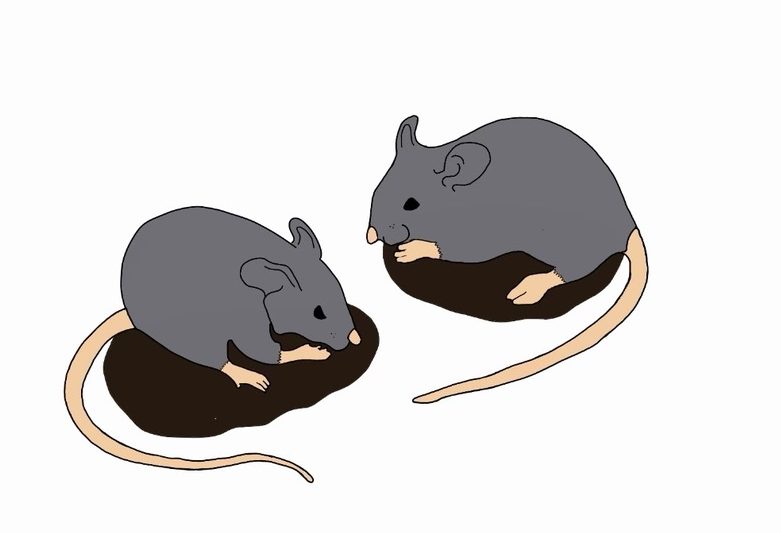 Rats make themselves at home: When will the City of Boston evict them?