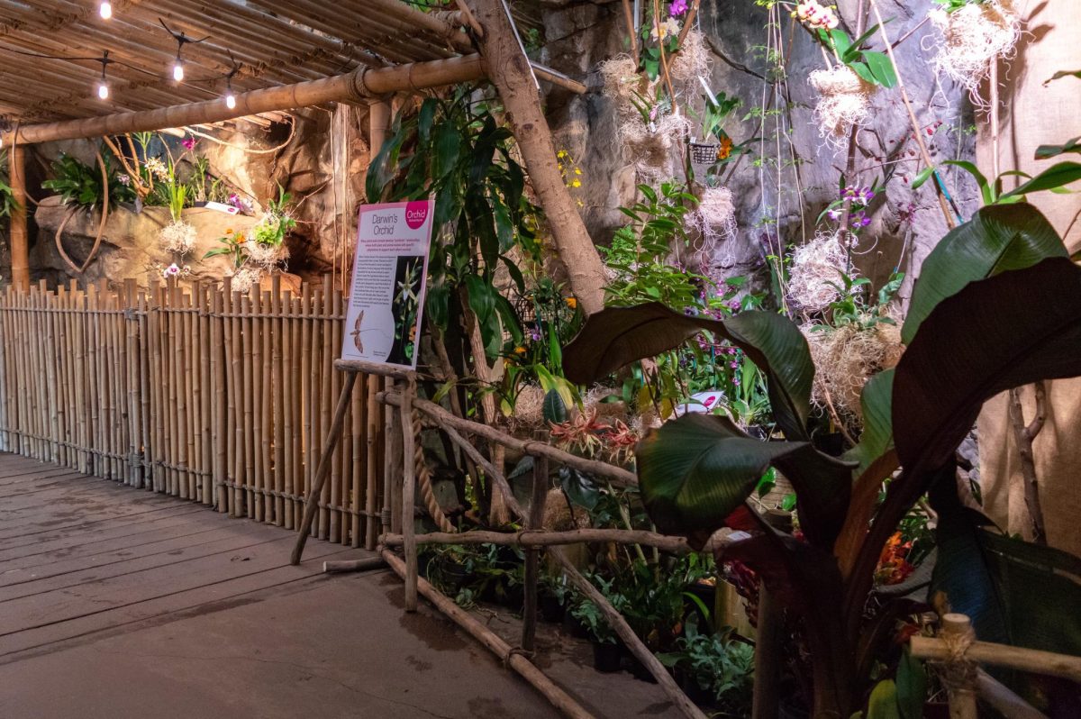 Orchid displays line the walkways next to an indoor waterfall with a sign explaining the symbiosis between plants and animals. Fittingly, visitors were able to learn about the flowers while looking for gorillas in the indoor viewing area.