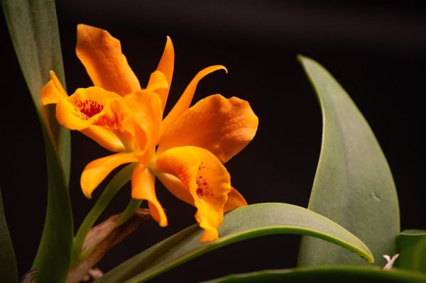 A bright orange orchid glows against the black backdrop of the building’s walls. The blossoms were spread throughout the Tropical Forest zone, which features a variety of environments built for the different species of animals.