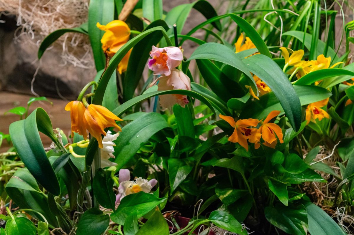 Pink and orange orchids sit on display in the Tropical Forest zone. While quite a few varieties from South America are featured in the exhibit, the continent has been home to over 12,000 different species of the plant.
