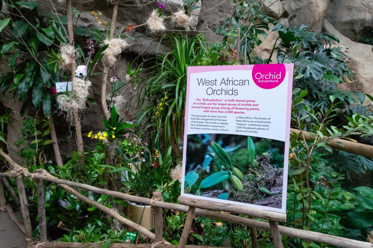 A sign provides visitors with information about the West African orchids on display. Signs were placed periodically throughout the area, providing an educational experience alongside the beauty of the flowers.