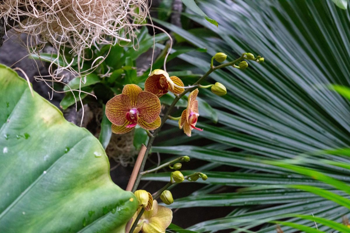 Yellow and pink flowers grow alongside ferns and other plant life native to Southeast Asia. The orchids were incorporated into the already existing plant life in some areas of the Tropical Forest zone, depending on their ideal environment and conditions.