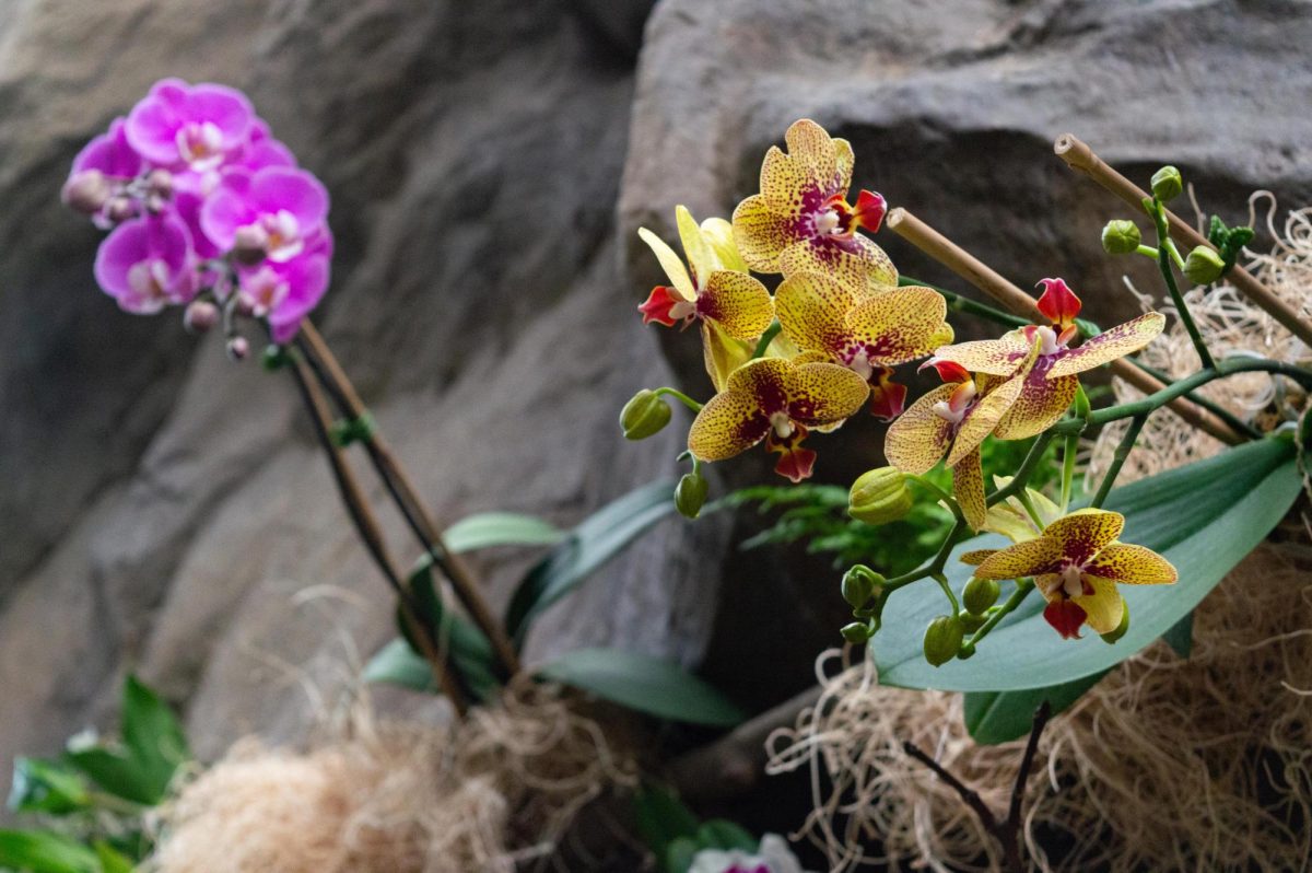 Two differently colored moth orchids sprout high up on the rock walls of the exhibit. The species got its name for resembling a moth in flight, with the petals splayed like wings.