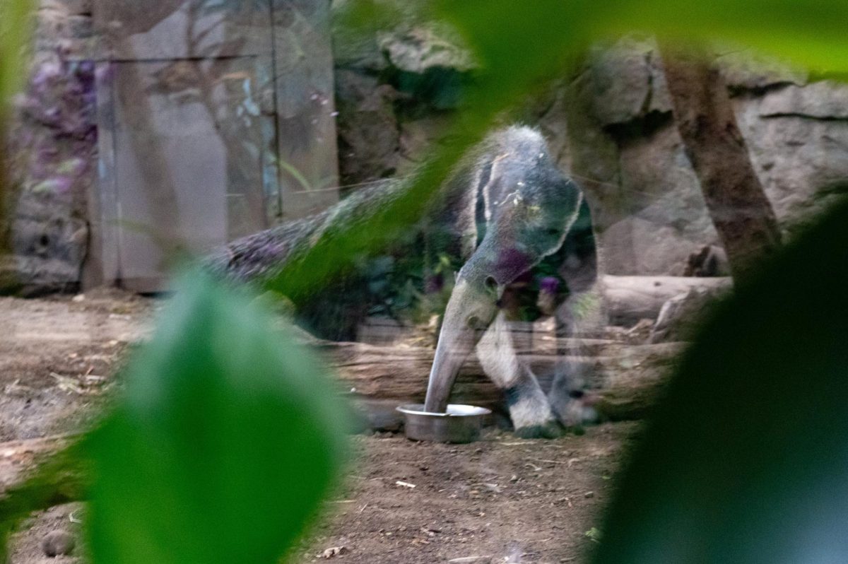 The giant anteatergiant anteater eats from a feeding bowl within its habitat. The animals were active during the zoo’s opening hours and excited the small children wandering around with their parents.