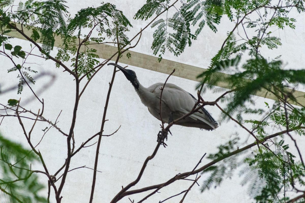 A Madagascar sacred ibis rests in the canopy above visitors. While the Orchid Adventure spotlighted diverse florals, the animals venturing through their habitats also grabbed the attention of visitors.
