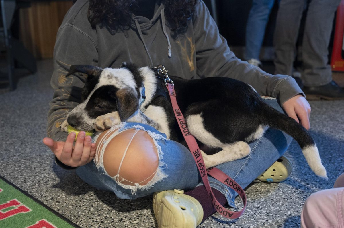 Kringle, a 3-month-old puppy, tiredly sits in a visitor’s lap while holding a tennis ball in his mouth. Many puppies were low on energy by the end of the ruff day.