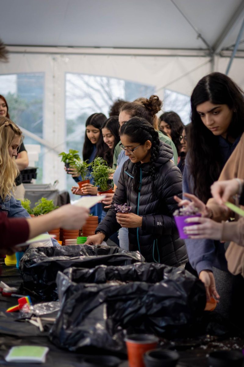 Students line up in the Robinson Quad tent to receive potted plants to take home. NUBS and RSA offered an array of plants such as succulents, spider plants, pothos, echeverias and syngoniums.