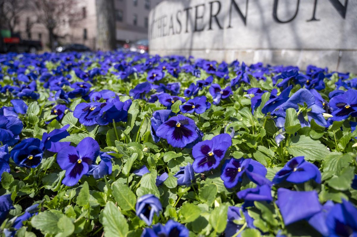 A+bed+of+purple+flowers+bloom+on+campus.+March+19+marked+the+spring+equinox+and+the+end+of+the+winter+season.%0A
