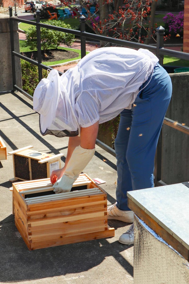 Martin places the queen bee and her nest into the hive box underneath the central frame. Once the queen was moved, the other bees began to leave the shipment box and follow her into their new home.