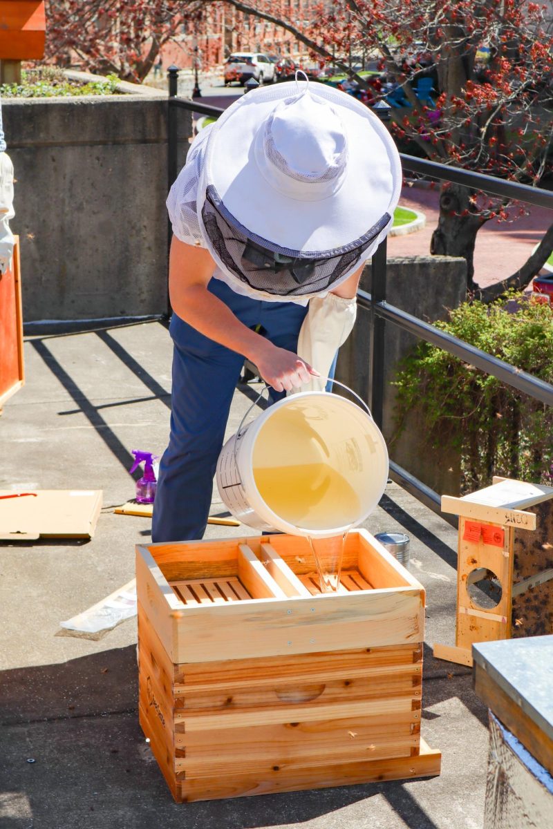Martin pours sugar water into the feeder for the bees to consume. The bees consumed the sugar water but will eventually find and only eat pollen and nectar, which contain large amounts of natural sugars, and convert the nectar into honey.