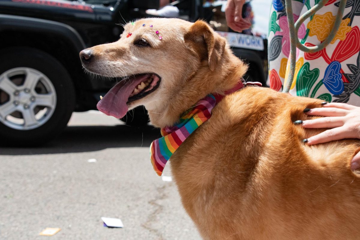 A dog wearing a rainbow collar and jewels receives pets from a parade spectator.
