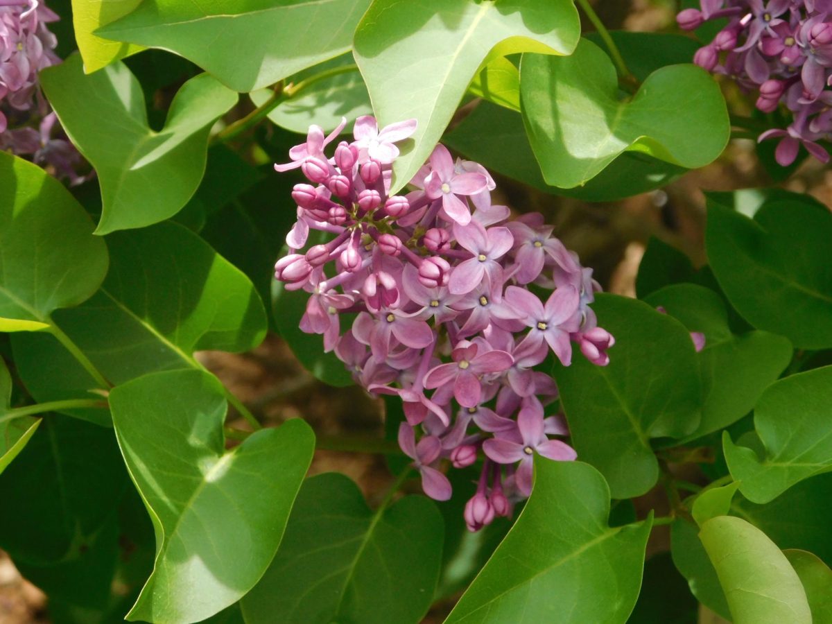 A President Lincoln lilac hangs from a lilac bush. This lilac was named in honor of former President Abraham Lincoln.