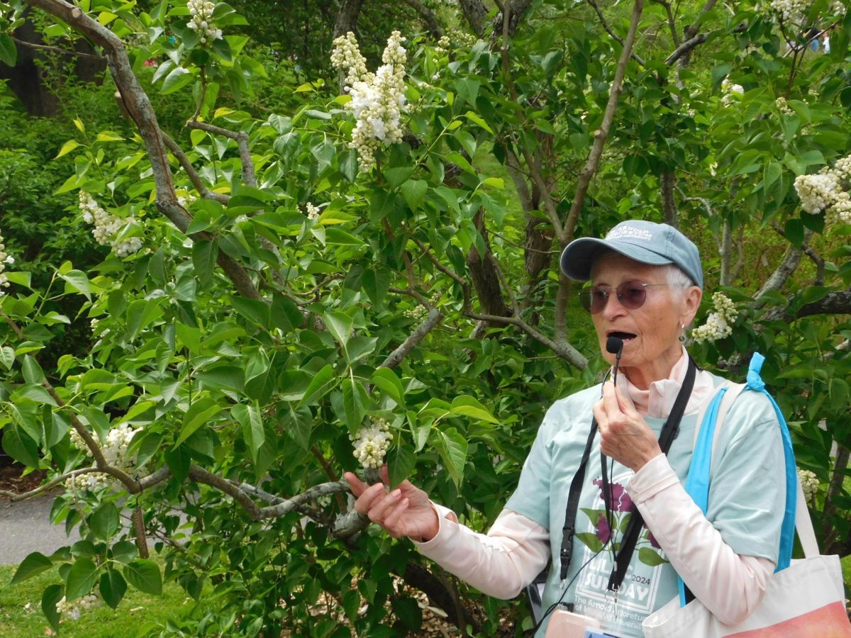 A guide explains the origins of a Blanche Sweet lilac. The lilac guides were all volunteers who studied and enjoyed showing people the various lilacs on Lilac Sunday.