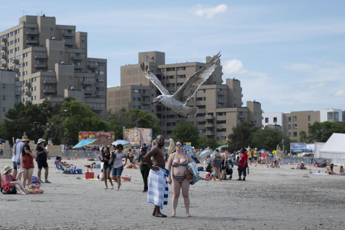 A seagull carrying a shell flies above beachgoers. Those on the beach took precautions against food-stealing seagulls.