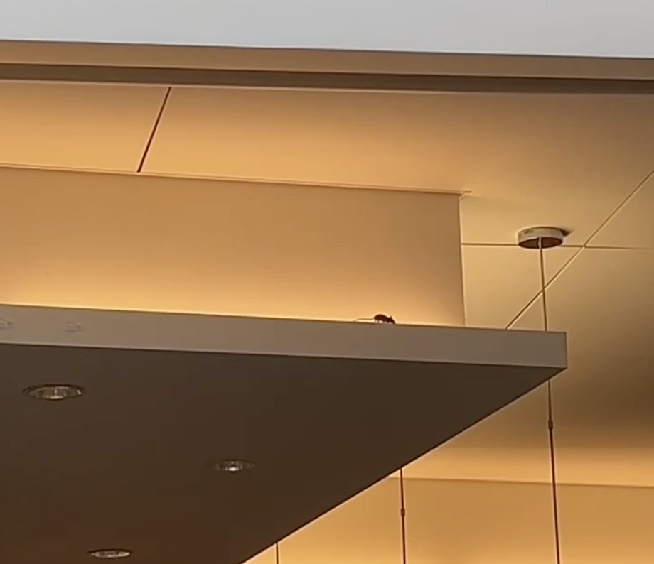 A mouse crawls across a ceiling beam in Northeastern’s International Village dining hall Sept. 18. The rodent was spotted above the Mezze Table.