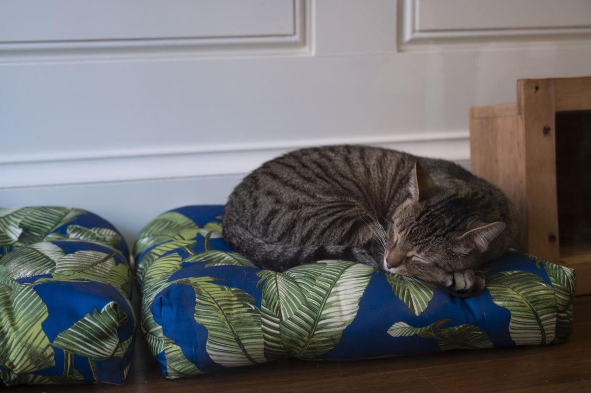 A cat naps on a cushion in A Sanctuary Cafe. The cafe opened on Charles Street in July.