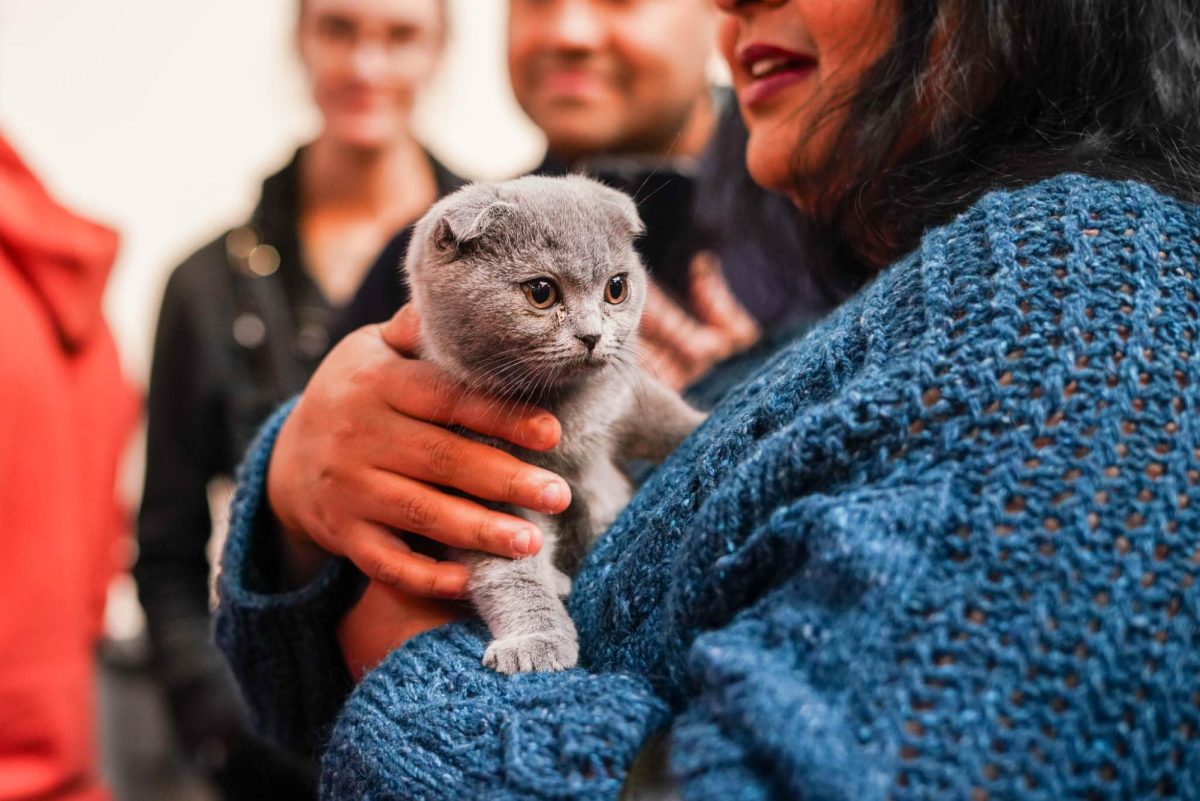 A grey Scottish fold kitten looks around as it's held during the Boston Catstravaganza Oct. 13. Read more here.