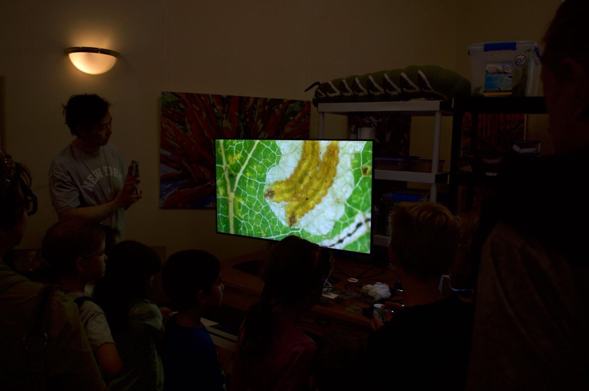 Viewers watch as a microscopic pair of caterpillars munch through a leaf. The room gasped at the sight of this tiny couple.