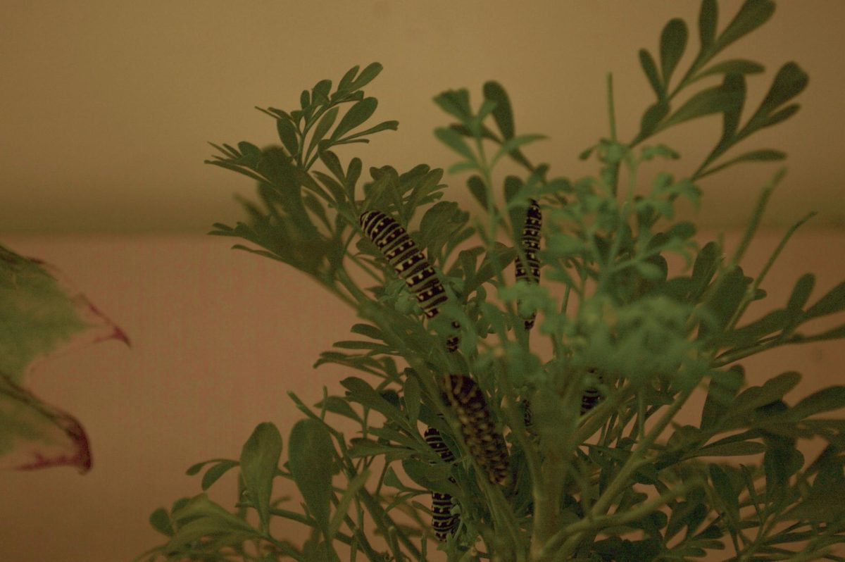 A group of black swallowtail butterfly caterpillars lay on leaves. The caterpillars remained motionless for most of the event.