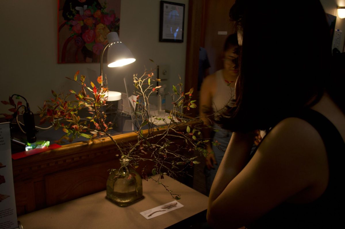 A viewer looks at foliage for caterpillars under dim lighting. The caterpillars on this host plant were among the smallest at the event.