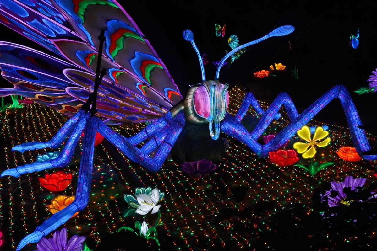 A LED butterfly flaps its wings. Throughout Boston Lights, guests found numerous pollinators such as bees, dragonflies and butterflies.