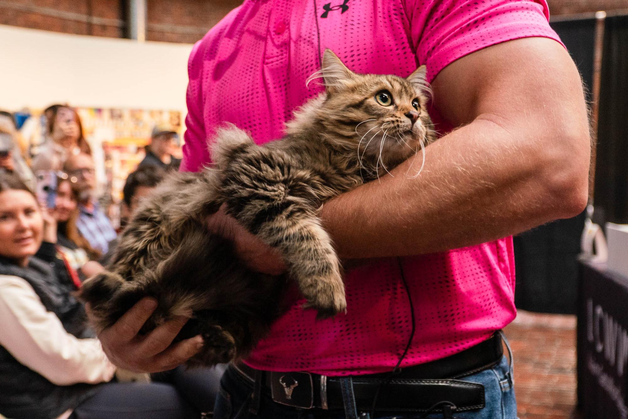 A judge holds Luka, a Norwegian Forest Cat, which is a rare breed in North America. The judge presented the 5-year-old cat as part of a discussion on Siberian history.