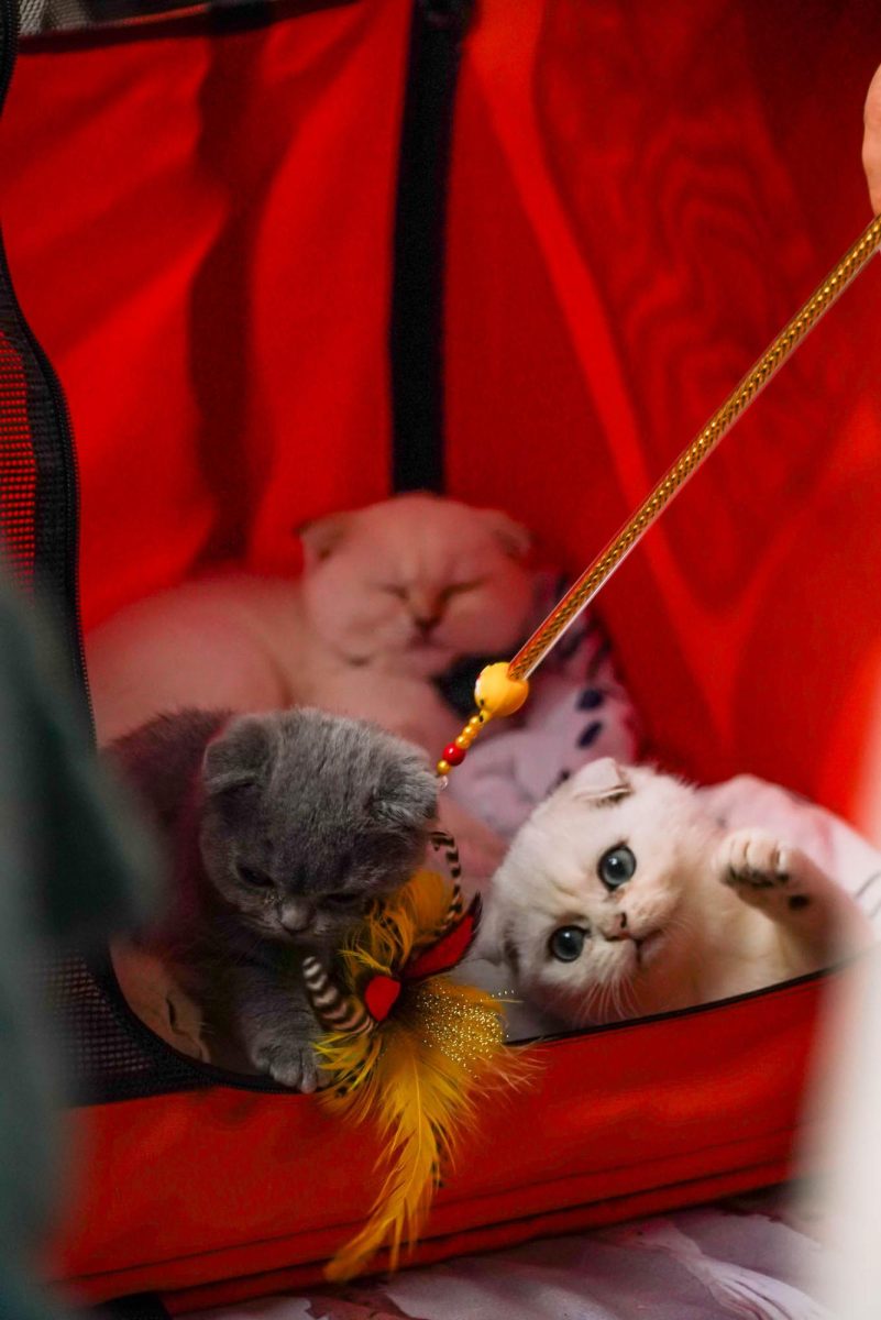 Scottish fold kittens play with a feather while awaiting judging. The kittens were 3  months old.