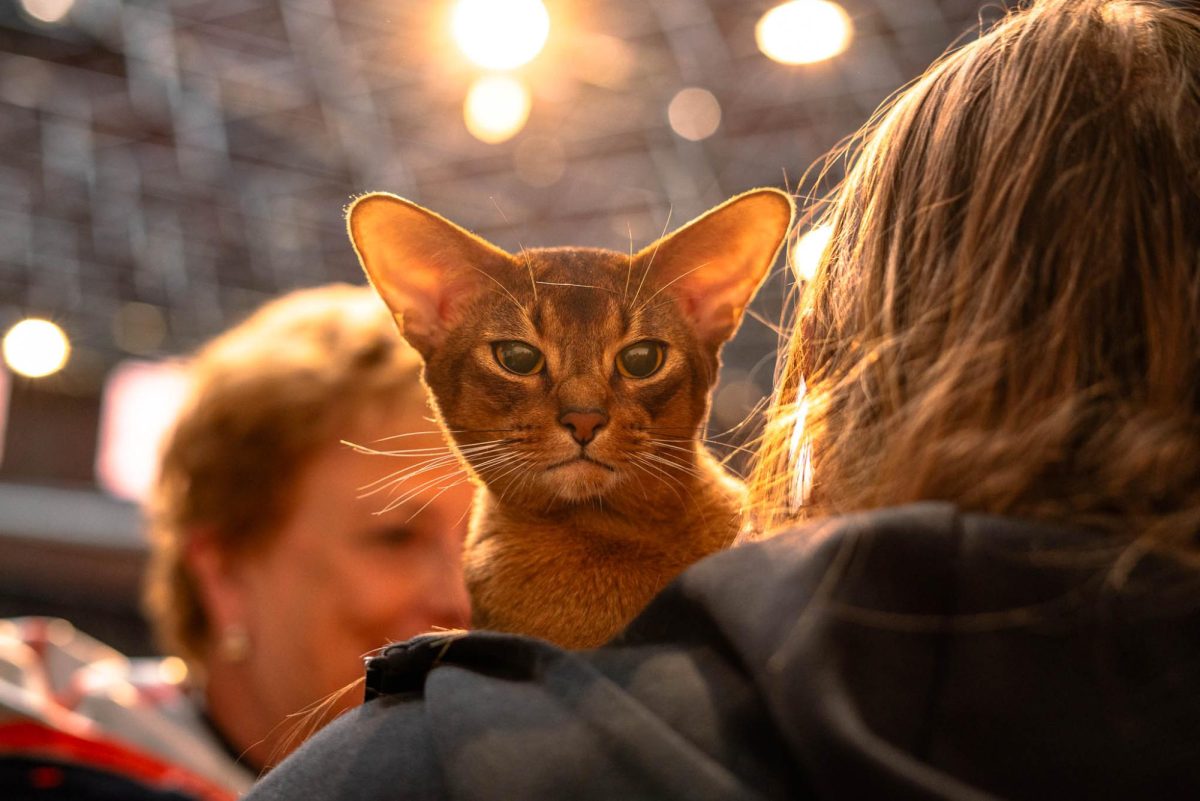 Chester, an Abyssinian cat, captures the attention of show attendees. Chester was one of three Abyssinian breeders entered into the competition.