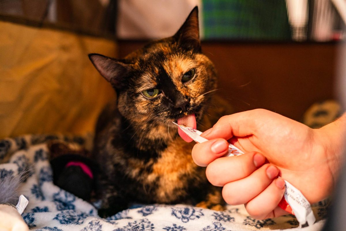 Daiquiri enjoys a treat between shows. The tortoiseshell cat won Best All Breed among three of the five judges.