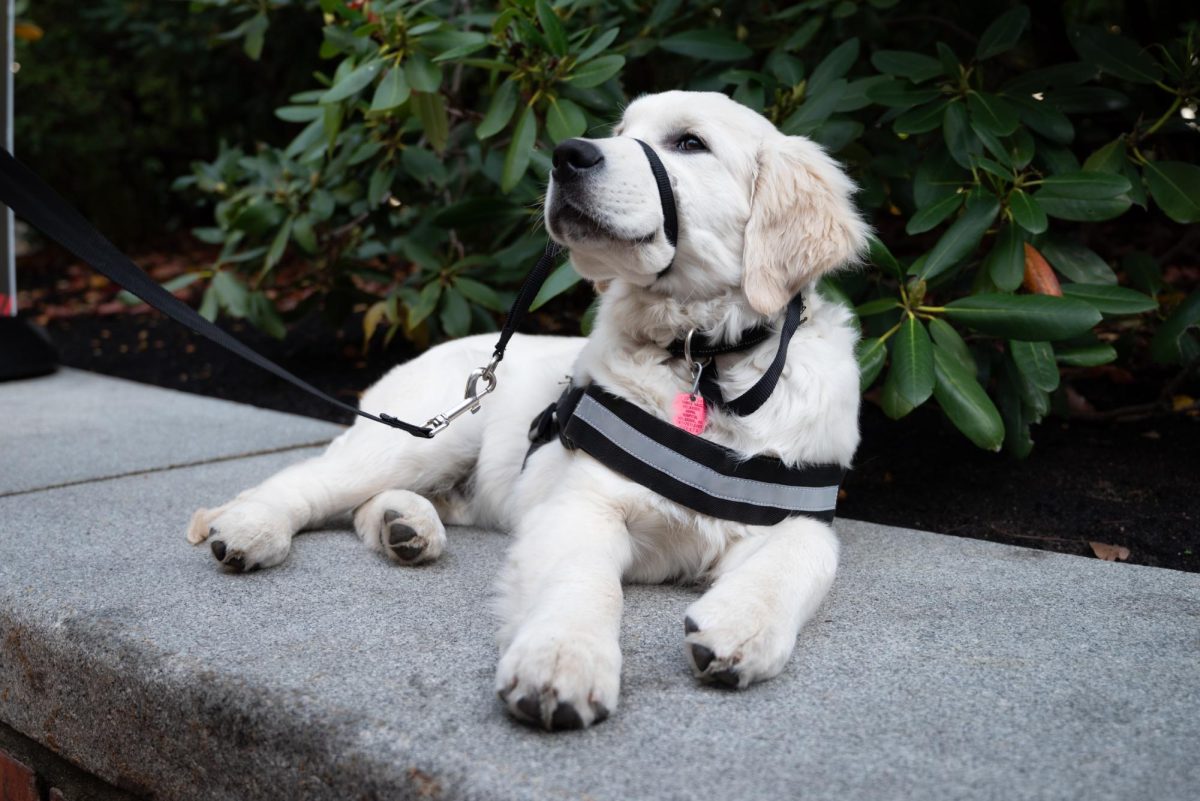 Ryder relaxes on a ledge in Snell Quad. The NUPD recently introduced Ryder as Northeastern's third wellness dog, alongside Cooper and Sarge.