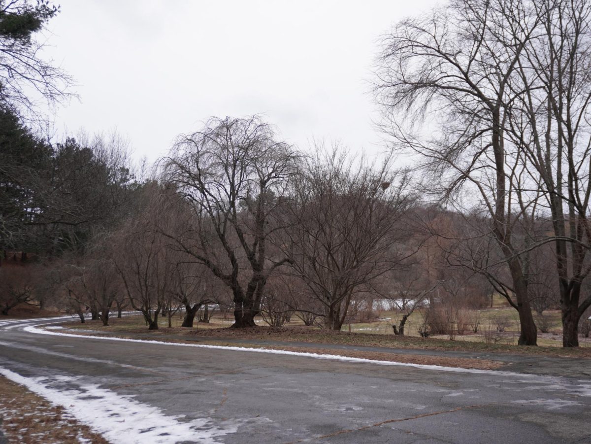 A portion of the Arborway near the Arnold Arboretum of Harvard University. The DCR held a virtual meeting Jan. 14 to discuss plans to reconstruct the Arborway.