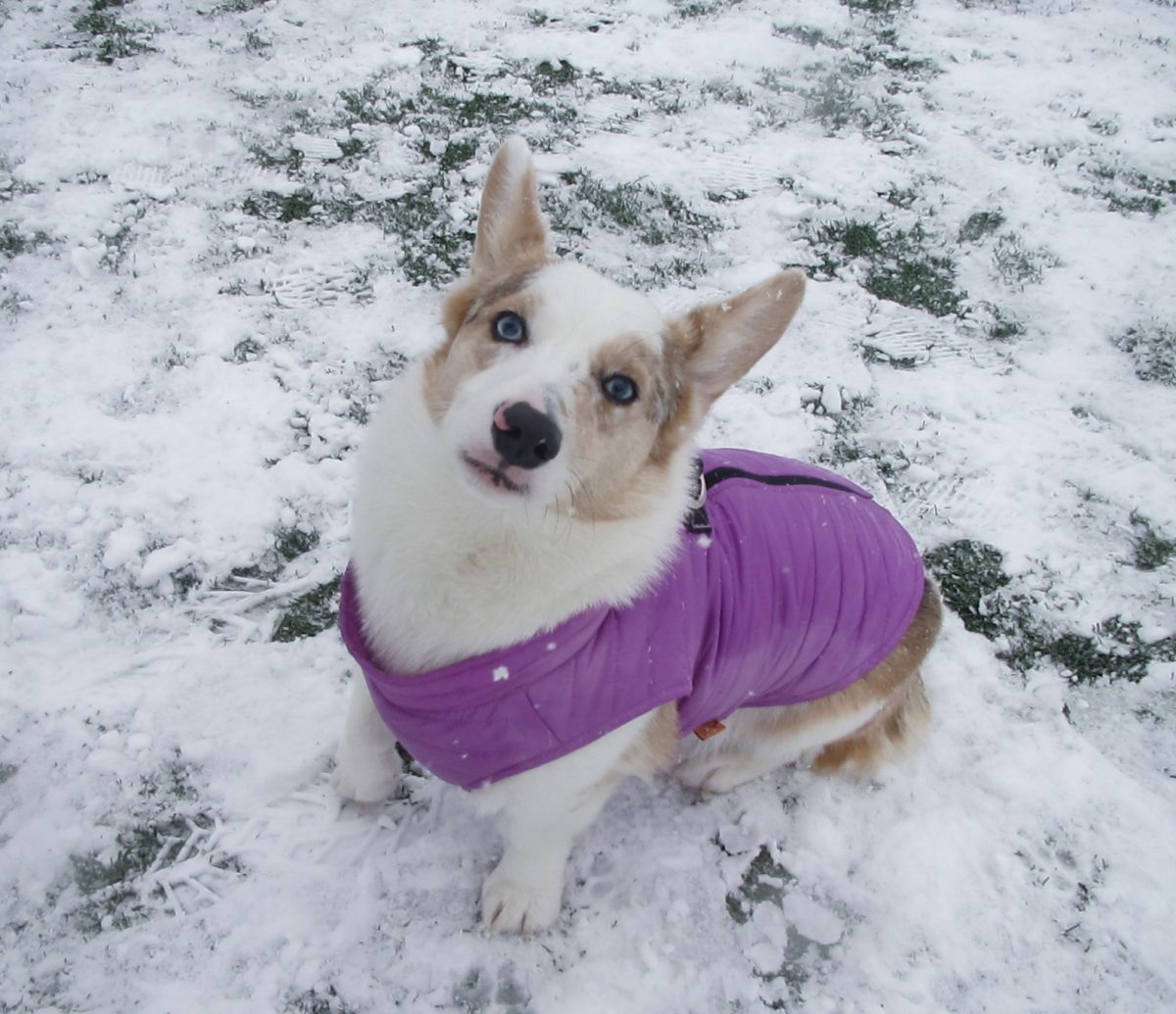 Kyva sits in the Back Bay Fens during a snow day dressed in a purple coat. The blue-eyed corgi enjoyed the few inches of snow by running around the park and befriending dogs left and right.