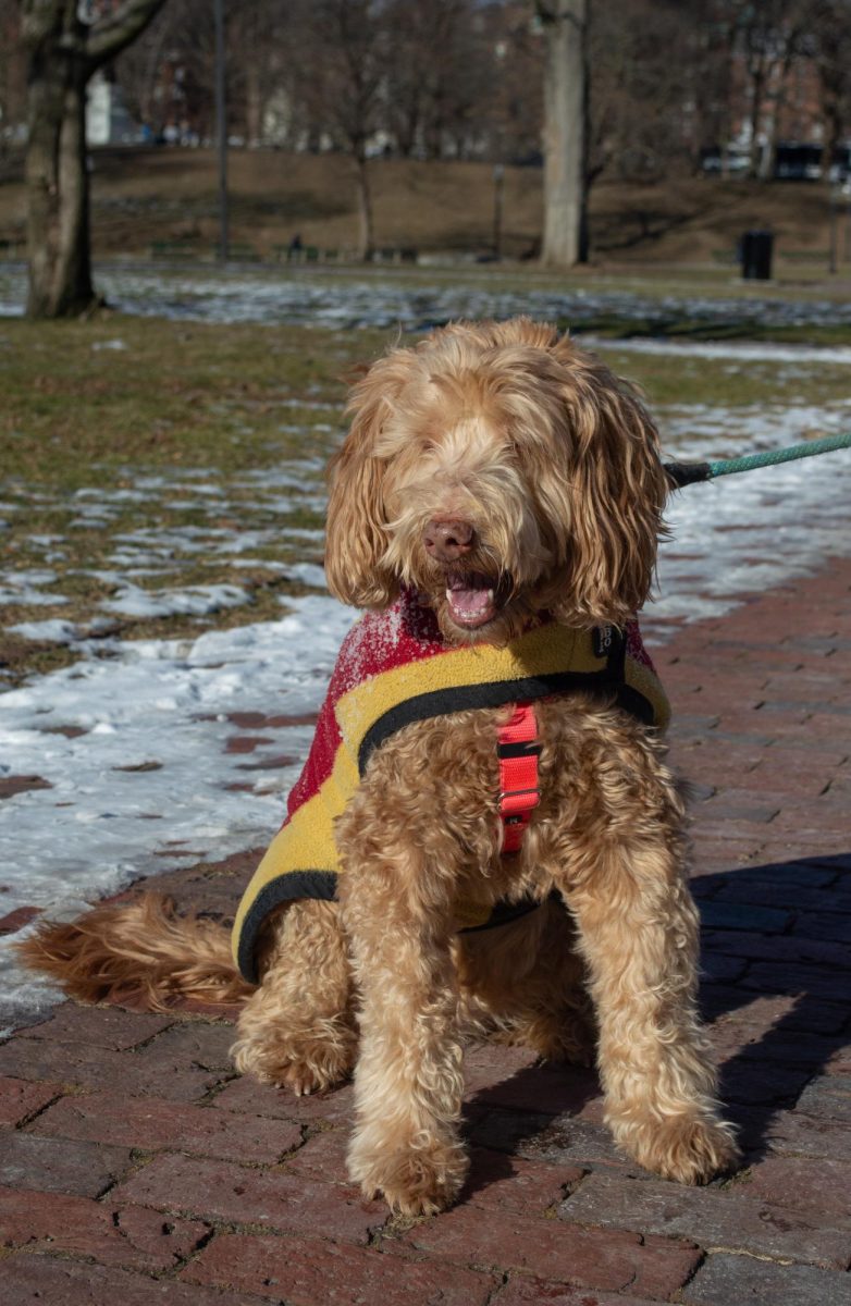 A labradoodle smiles in his snow-covered sweater. Although waterproof coats are the norm, some dog owners preferred to dress their dogs in warm sweaters and cozy knitwear.