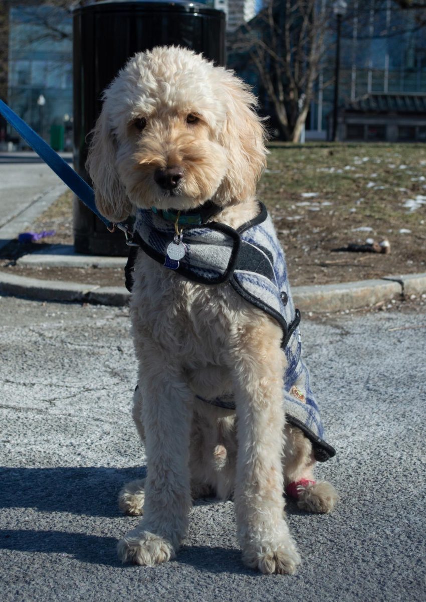 Schmidty, a 6-year-old goldendoodle, sits for a portrait in the midst of a walk. Outfitted in thoughtful winter gear, he showed off his owner’s dedication to keeping him comfortable during their chilly city strolls.