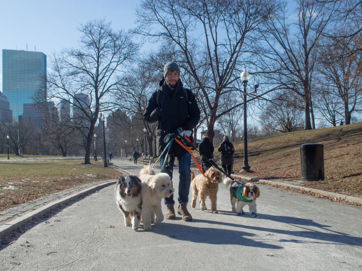 A man takes a brisk walk in the park with four dogs. One paraded around in boots and a coat while the others bared the cold under the protection of warm fur.