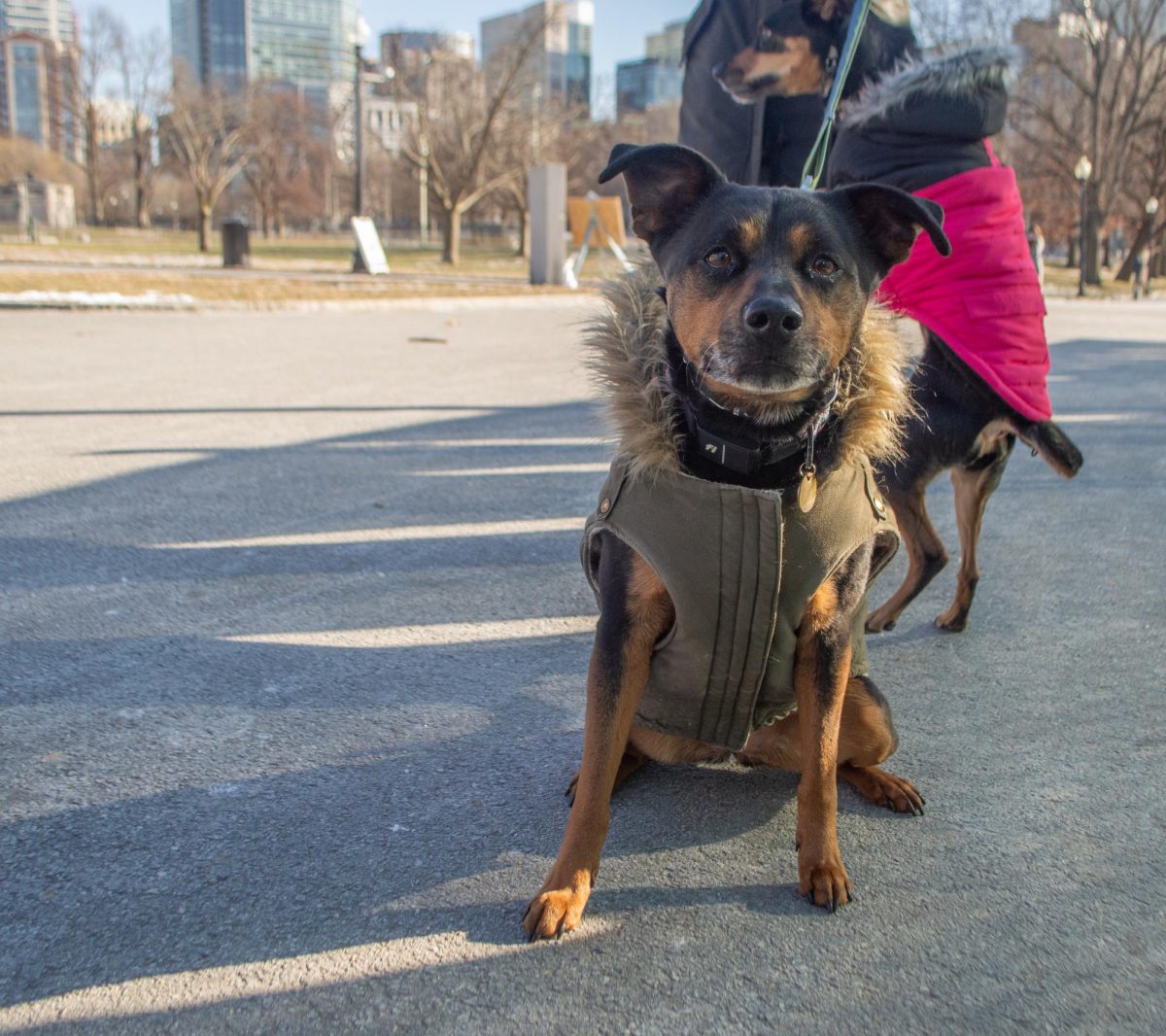 A Majorca Ratter sits patiently in his furry green winter coat. His short fur does little in the Massachusetts cold, so he wore extra layers to stay comfortable.