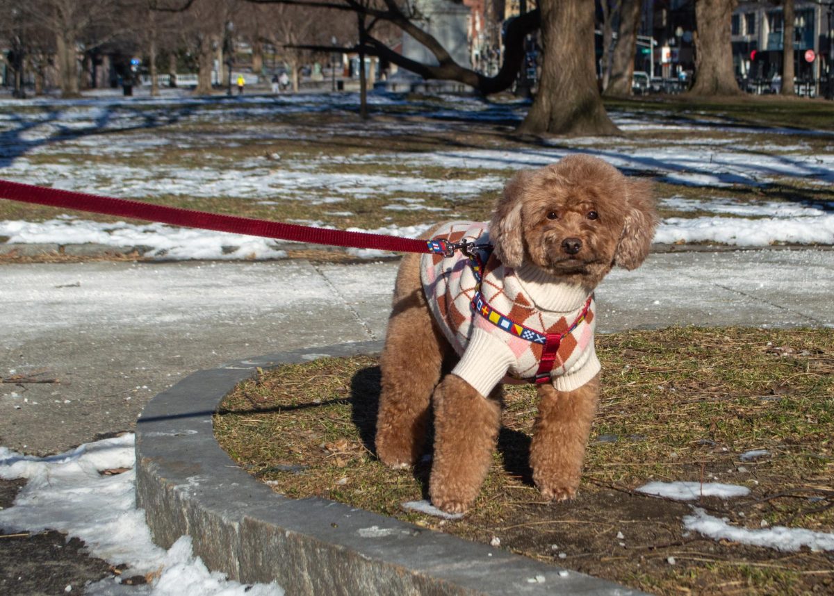 Roxie, a 6-year-old poodle, shows off her argyle knit sweater. As a breed who needs regular grooming, she benefited from the extra layers in the cold.